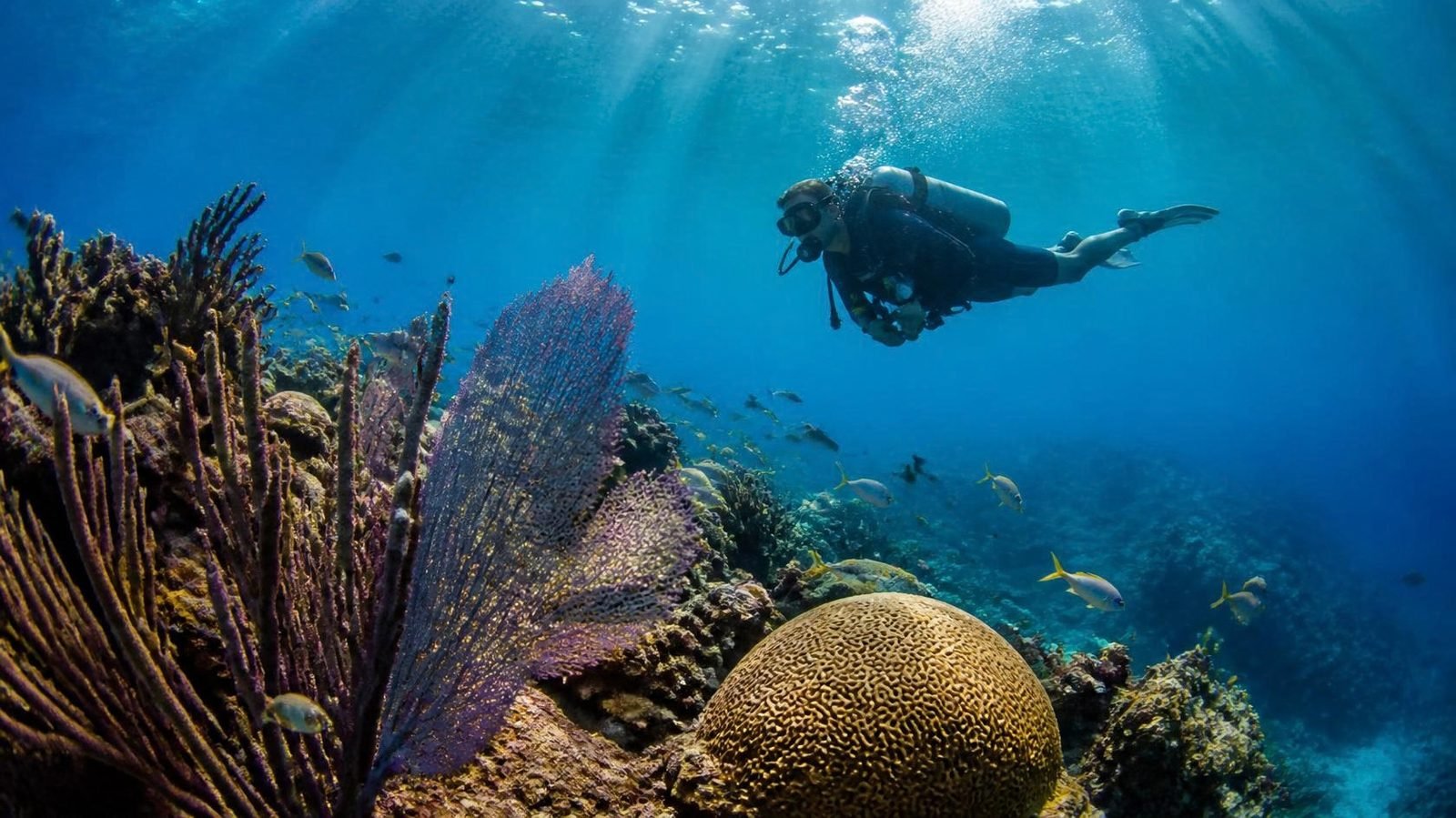 Scuba diver over a colourful coral reef